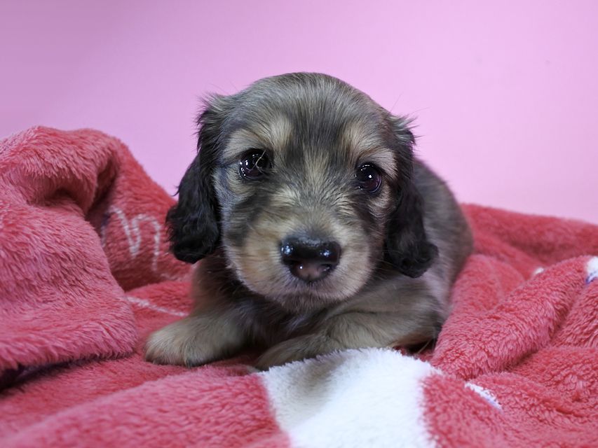 カニンヘンダックス エルサ & アレックスの子犬 シェーデットクリーム 女の子 お写真初登場