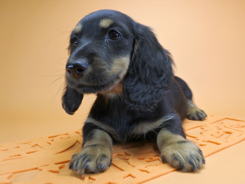 ダックスフンド カニンヘン サリーアン & フレディの子犬 ブラックタン 女の子