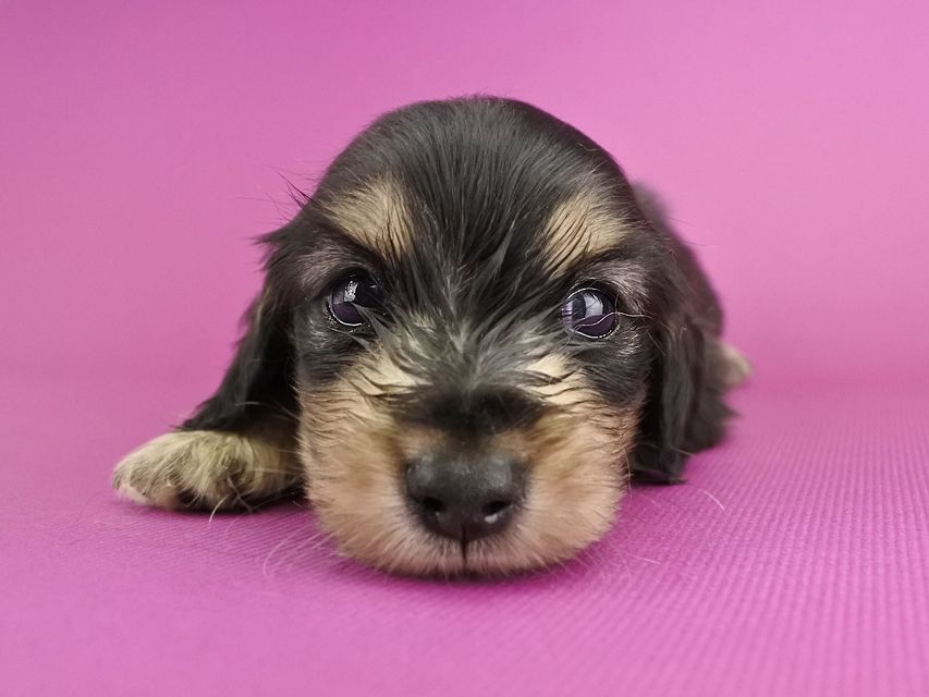 カニンヘンダックス オーシャン & ナイトの子犬 ブラックイエロー 男の子