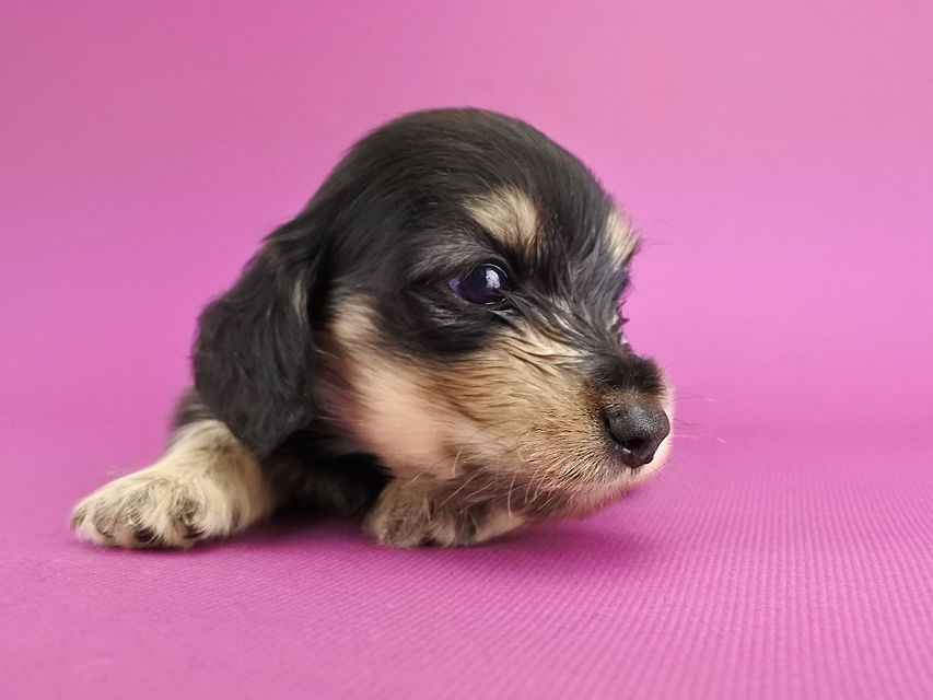 カニンヘンダックス オーシャン & ナイトの子犬 ブラックイエロー 男の子