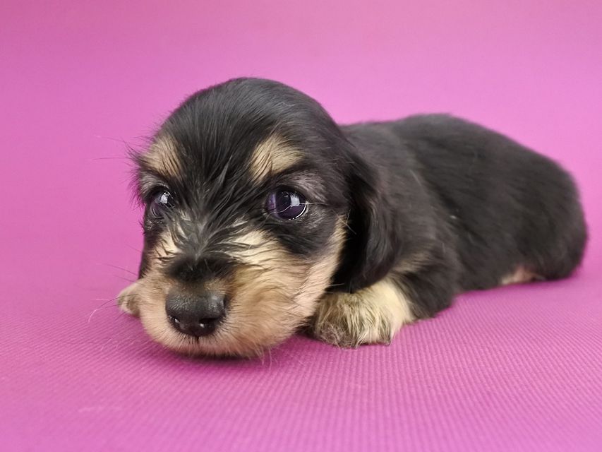 カニンヘンダックス オーシャン & ナイトの子犬 ブラックイエロー 男の子