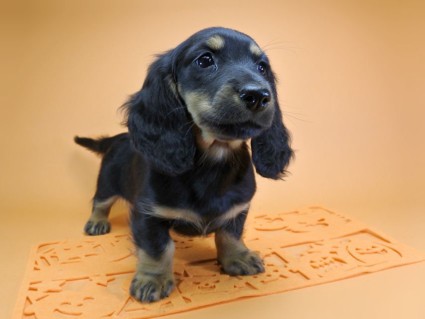 ダックスフンド カニンヘン サリーアン & フレディの子犬 ブラックタン 女の子