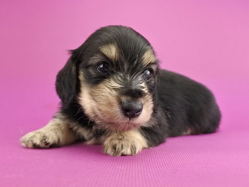 カニンヘンダックス オーシャン & ナイトの子犬 ブラックイエロー 男の子