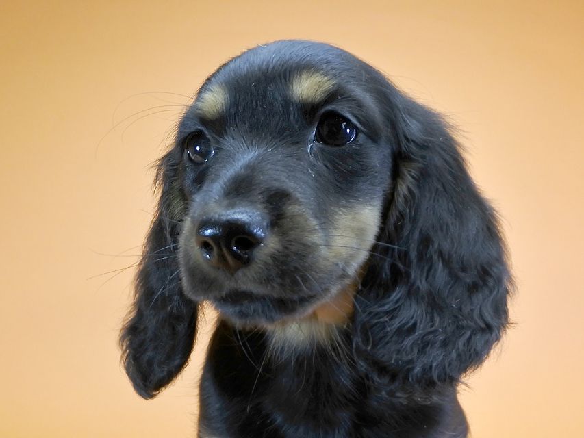 ダックスフンド カニンヘン サリーアン & フレディの子犬 ブラックタン 女の子