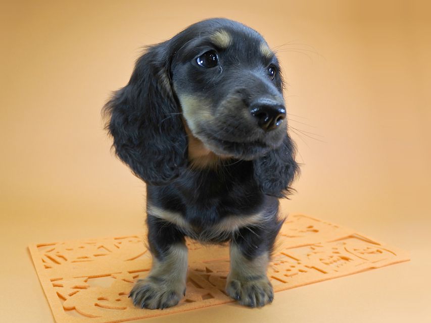 ダックスフンド カニンヘン サリーアン & フレディの子犬 ブラックタン 女の子