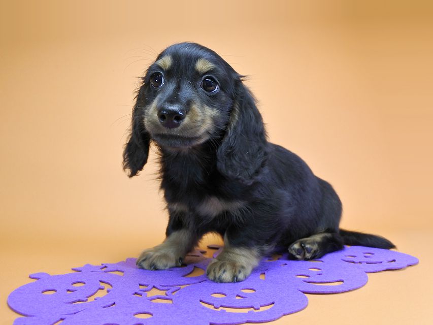 ダックスフンド カニンヘン アイビー & ダルクの子犬 ブラックタン 男の子_DSC6914 ダックスフンド カニンヘン アイビー & ダルクの子犬 ブラックタン 男の子