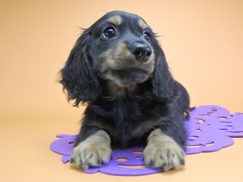 ダックスフンド カニンヘン アイビー & ダルクの子犬 ブラックタン 男の子_DSC6930 ダックスフンド カニンヘン アイビー & ダルクの子犬 ブラックタン 男の子