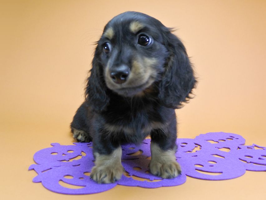 ダックスフンド カニンヘン アイビー & ダルクの子犬 ブラックタン 男の子_DSC6937 ダックスフンド カニンヘン アイビー & ダルクの子犬 ブラックタン 男の子