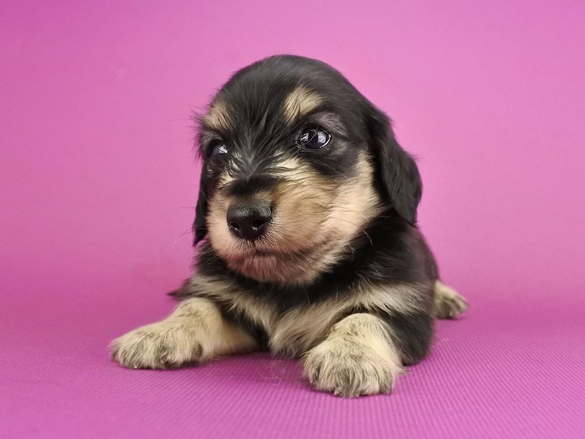 カニンヘンダックス オーシャン & ナイトの子犬 ブラックイエロー 男の子