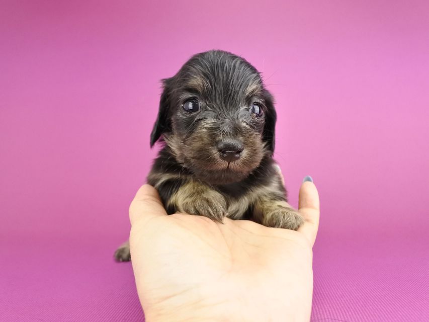 カニンヘンダックス オーシャン & ナイトの子犬 ブラックイエロー 女の子