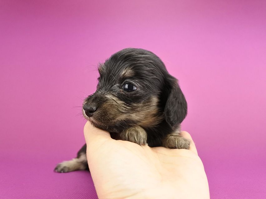 カニンヘンダックス オーシャン & ナイトの子犬 ブラックイエロー 女の子