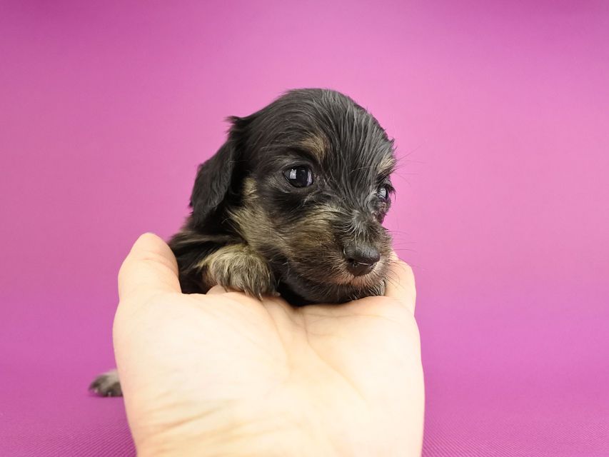 カニンヘンダックス オーシャン & ナイトの子犬 ブラックイエロー 女の子