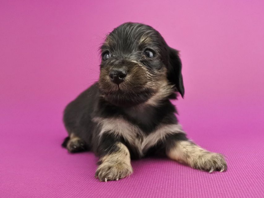 カニンヘンダックス オーシャン & ナイトの子犬 ブラックイエロー 女の子