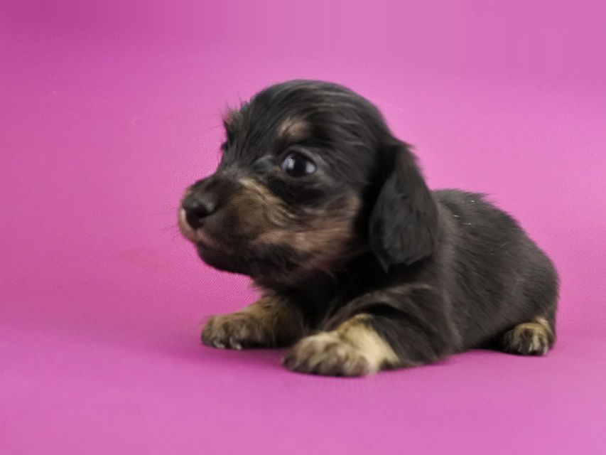 カニンヘンダックス オーシャン & ナイトの子犬 ブラックイエロー 女の子