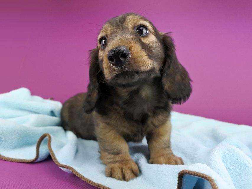 ミニチュアダックスフンド ララ & ジャンクレールダンディの子犬 レディッシュイエロー 男の子