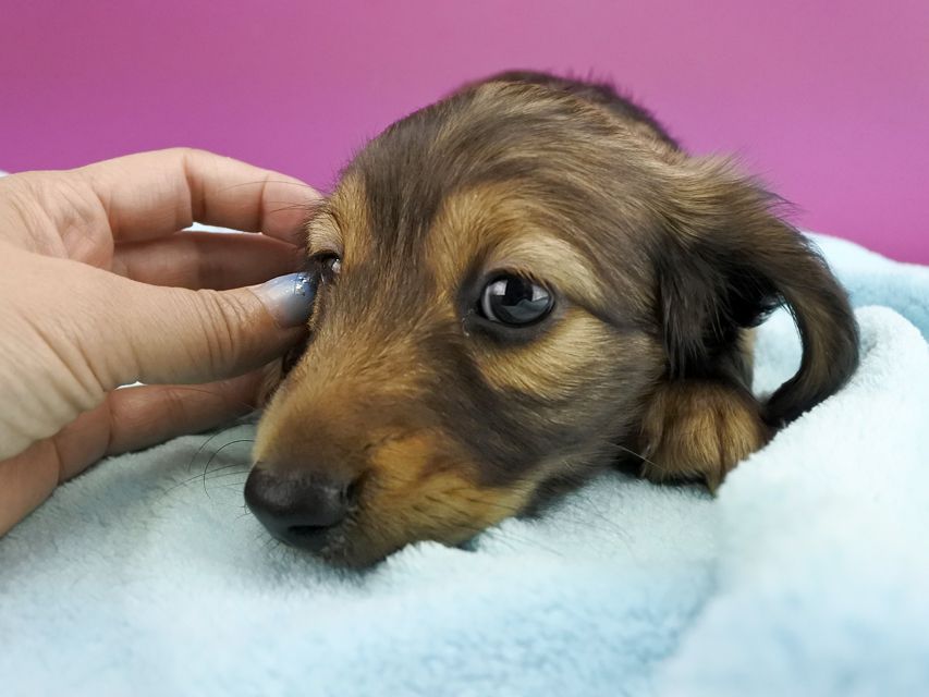 ミニチュアダックスフンド ララ & ジャンクレールダンディの子犬 レディッシュイエロー 男の子