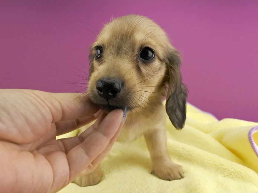 カニンヘンダックス シエラ & たけるの子犬 イエロー 男の子(1)_DSC7071 カニンヘンダックス シエラ & たけるの子犬 イエロー 男の子(1)