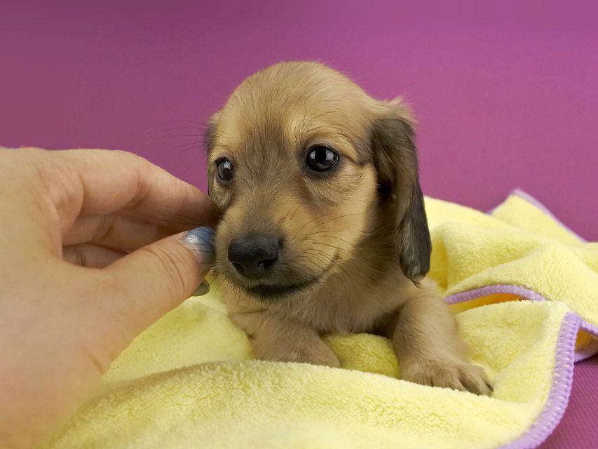 カニンヘンダックス シエラ & たけるの子犬 イエロー 男の子（2）