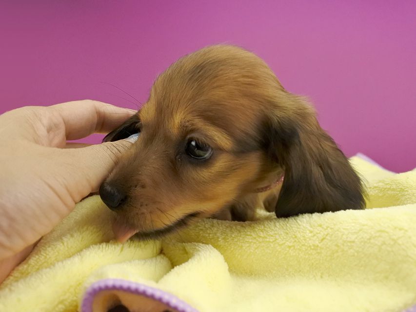 カニンヘンダックス シエラ & たけるの子犬 レッド 女の子（1）