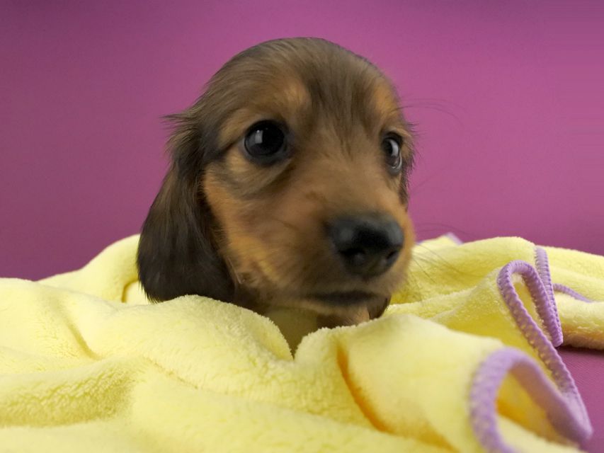 カニンヘンダックス シエラ & たけるの子犬 レッド 女の子(2)_DSC7143 カニンヘンダックス シエラ & たけるの子犬 レッド 女の子(2)