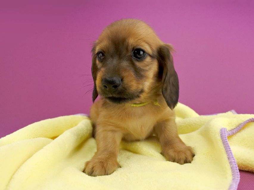 カニンヘンダックス シエラ & たけるの子犬 レッド 女の子(3)_DSC7153 カニンヘンダックス シエラ & たけるの子犬 レッド 女の子(3)