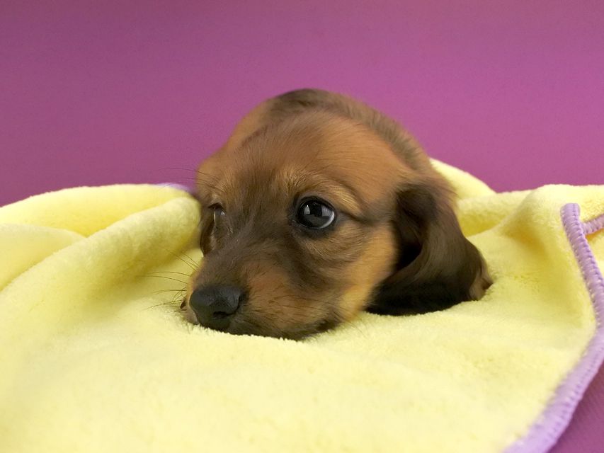 カニンヘンダックス シエラ & たけるの子犬 レッド 女の子(3)_DSC7155 カニンヘンダックス シエラ & たけるの子犬 レッド 女の子(3)