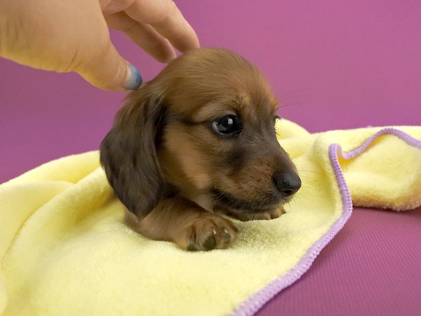 カニンヘンダックス シエラ & たけるの子犬 レッド 女の子(3)_DSC7160 カニンヘンダックス シエラ & たけるの子犬 レッド 女の子(3)