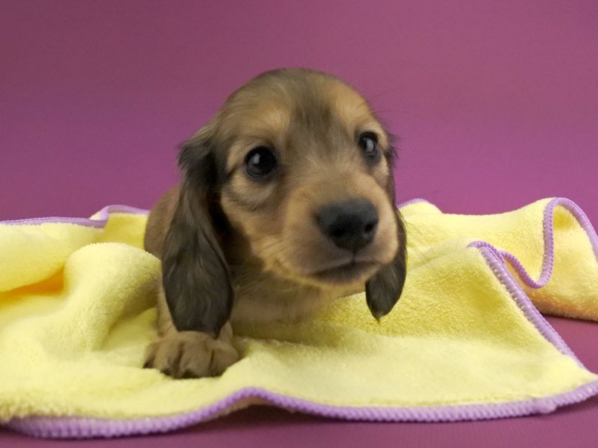 カニンヘンダックス シエラ & たけるの子犬 レディッシュイエロー 女の子