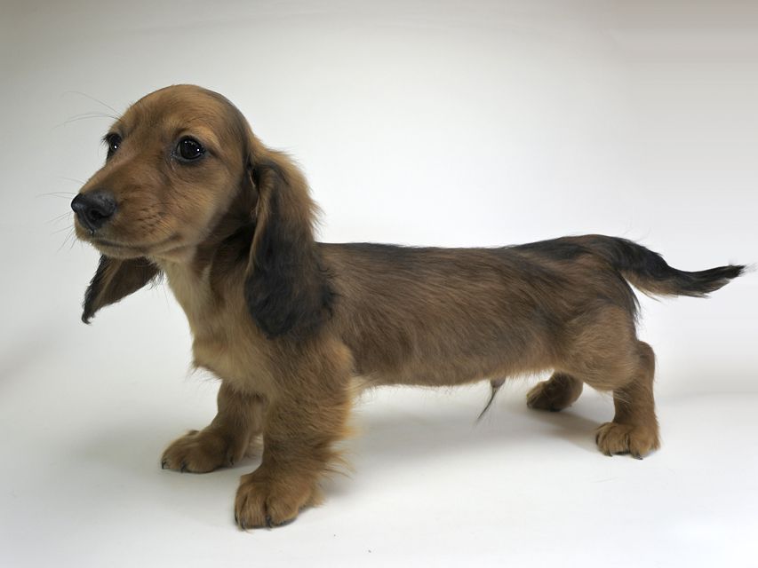 ミニチュアダックスフンド サリーアン & フレディの子犬 レッド 男の子（2）