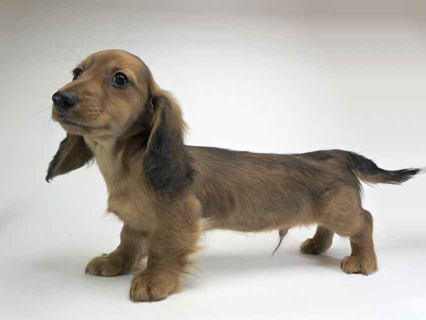 ミニチュアダックスフンド サリーアン & フレディの子犬 レッド 男の子（2）