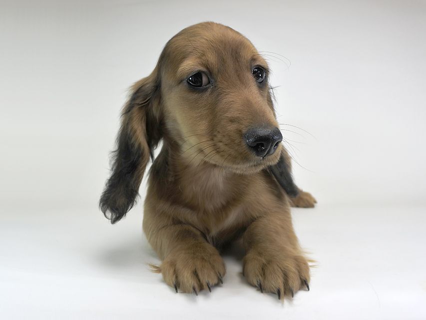 ミニチュアダックスフンド サリーアン & フレディの子犬 レッド 男の子（2）