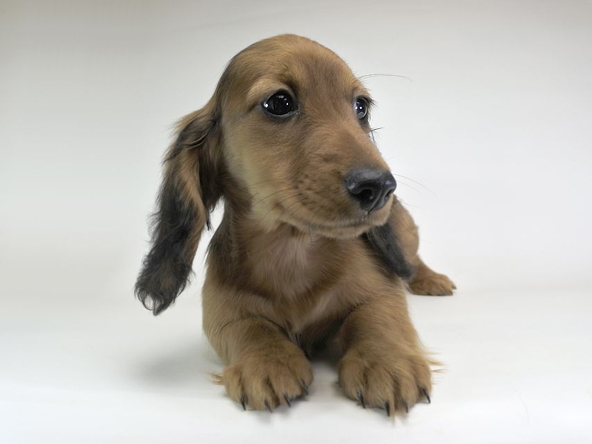 ミニチュアダックスフンド サリーアン & フレディの子犬 レッド 男の子（2）