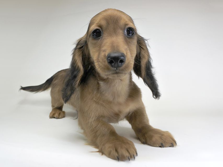 ミニチュアダックスフンド サリーアン & フレディの子犬 レッド 男の子（2）