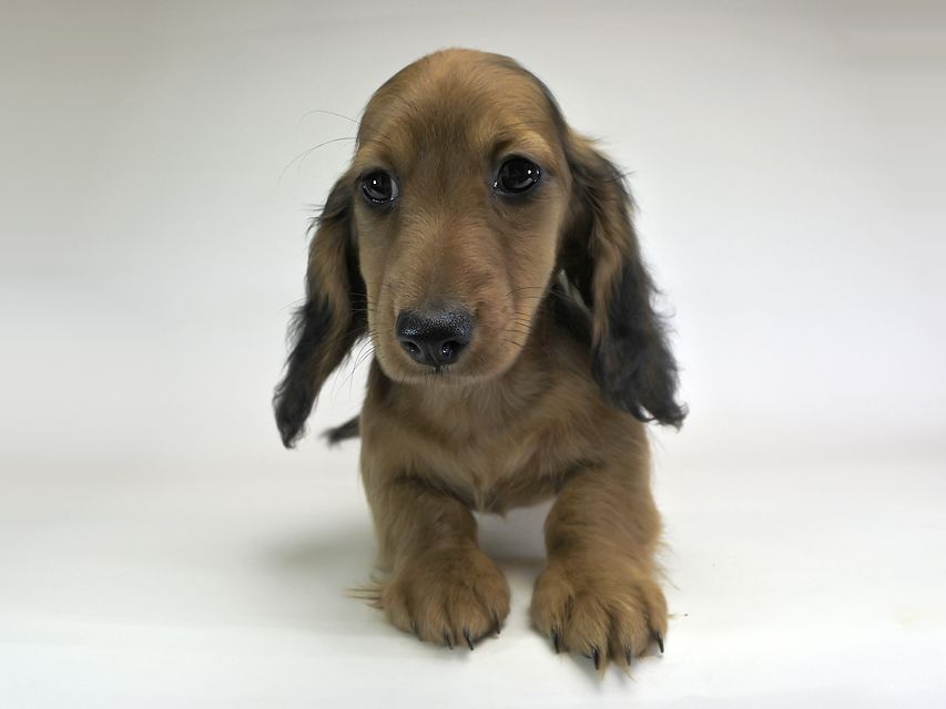 ミニチュアダックスフンド サリーアン & フレディの子犬 レッド 男の子（2）