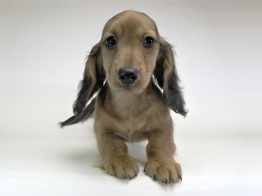 ミニチュアダックスフンド サリーアン & フレディの子犬 レッド 男の子（2）