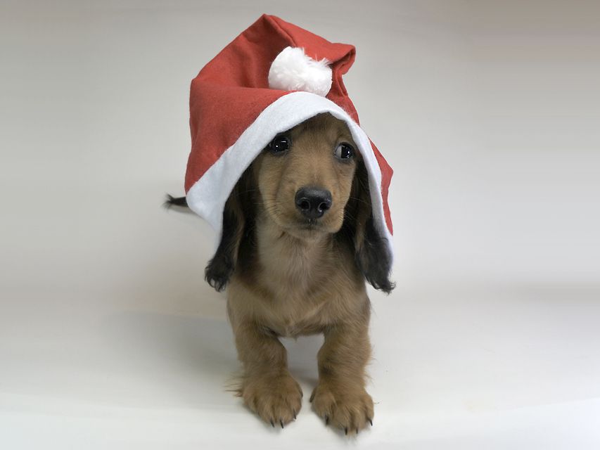 ミニチュアダックスフンド サリーアン & フレディの子犬 レッド 男の子（2）