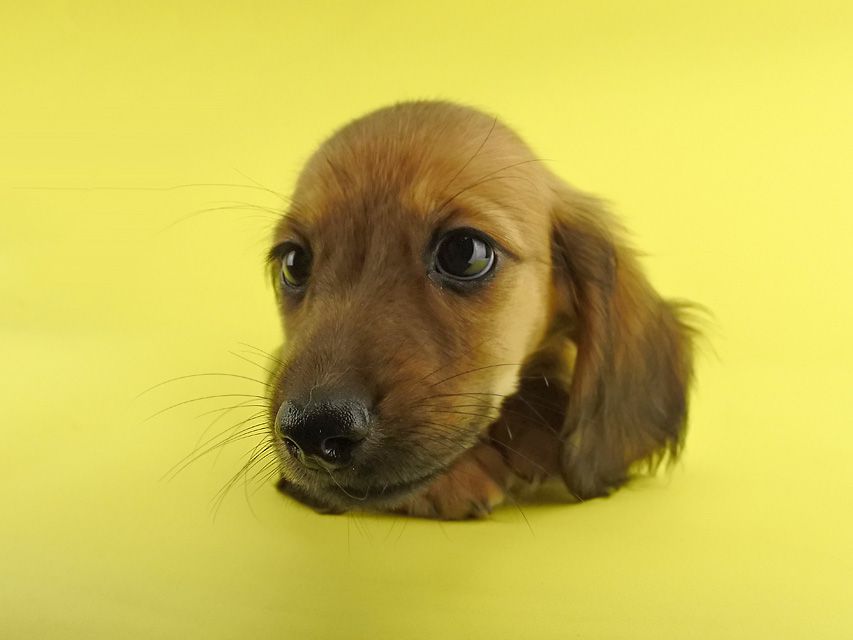 カニンヘンダックス シエラ & たけるの子犬 レッド 女の子(3)_DSC7596 カニンヘンダックス シエラ & たけるの子犬 レッド 女の子(3)