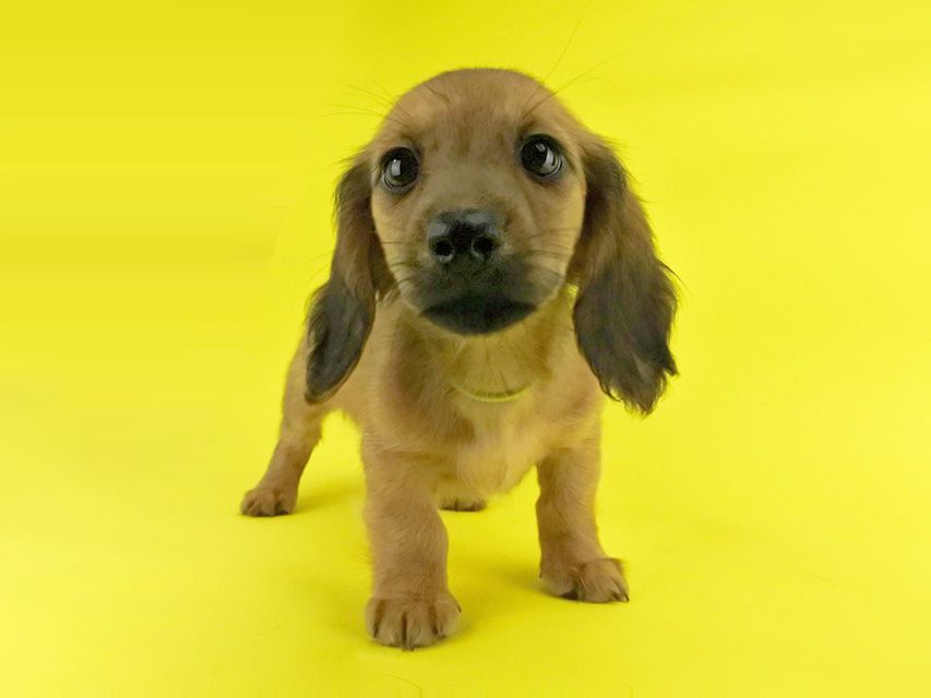 カニンヘンダックス シエラ & たけるの子犬 レッド 女の子(3)_DSC7603 カニンヘンダックス シエラ & たけるの子犬 レッド 女の子(3)