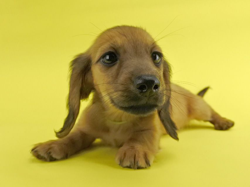 カニンヘンダックス シエラ & たけるの子犬 レッド 女の子(3)_DSC7606 カニンヘンダックス シエラ & たけるの子犬 レッド 女の子(3)