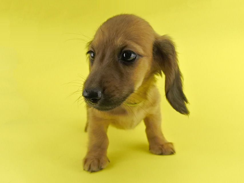 カニンヘンダックス シエラ & たけるの子犬 レッド 女の子(3)_DSC7611 カニンヘンダックス シエラ & たけるの子犬 レッド 女の子(3)