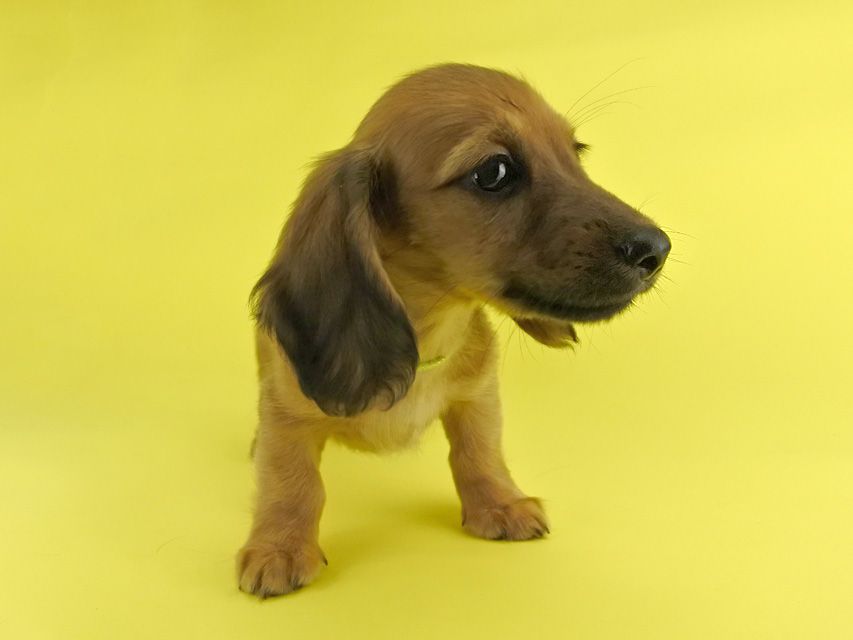 カニンヘンダックス シエラ & たけるの子犬 レッド 女の子(3)_DSC7613 カニンヘンダックス シエラ & たけるの子犬 レッド 女の子(3)