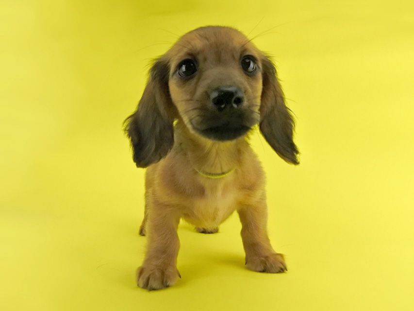 カニンヘンダックス シエラ & たけるの子犬 レッド 女の子(3)_DSC7620 カニンヘンダックス シエラ & たけるの子犬 レッド 女の子(3)