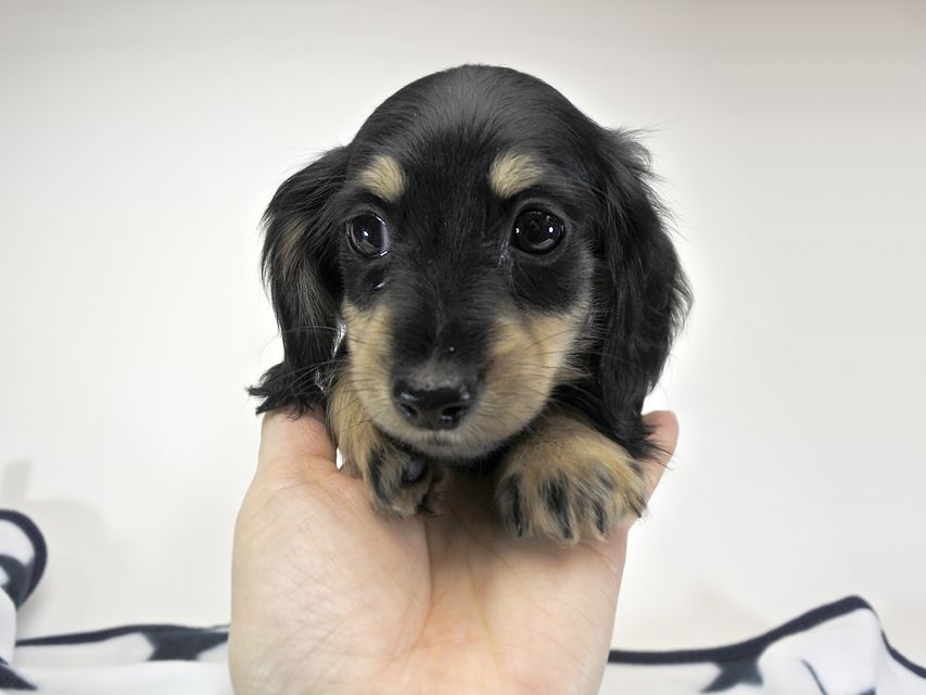カニンヘンダックスフンド ゴマ.mh & バロン.mhの子犬 ブラッククリーム 女の子 お写真初登場_DSC7634 カニンヘンダックスフンド ゴマ.mh & バロン.mhの子犬 ブラッククリーム 女の子 お写真初登場