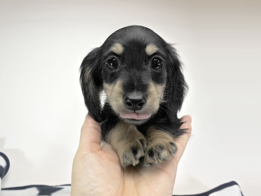 カニンヘンダックスフンド ゴマ.mh & バロン.mhの子犬 ブラッククリーム 女の子 お写真初登場_DSC7638 カニンヘンダックスフンド ゴマ.mh & バロン.mhの子犬 ブラッククリーム 女の子 お写真初登場