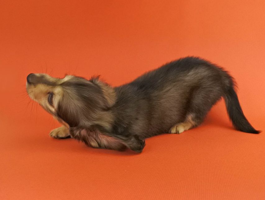 カニンヘンダックス エルサ & 竹千代の子犬 イエロー 男の子（1）