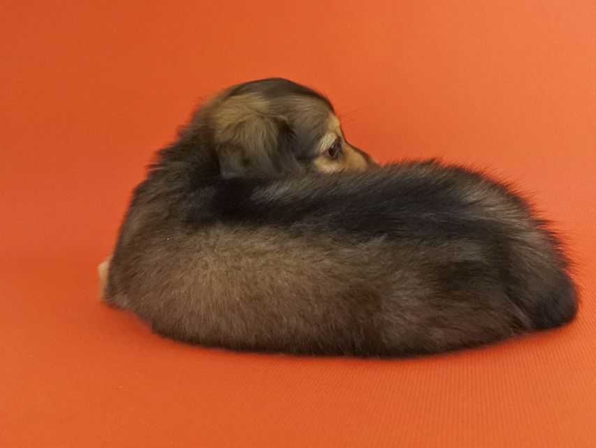 カニンヘンダックス エルサ & 竹千代の子犬 イエロー 男の子（1）