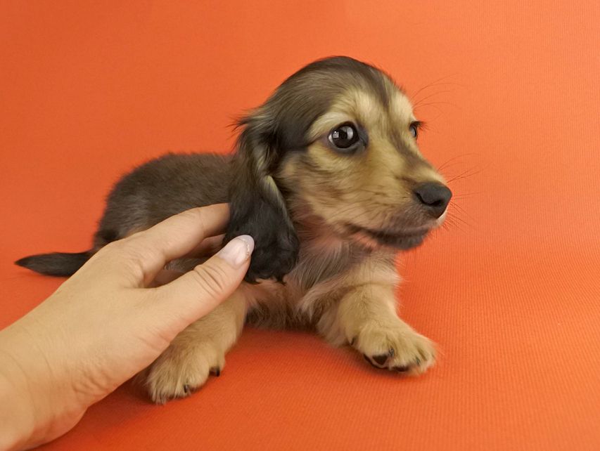 カニンヘンダックス エルサ & 竹千代の子犬 イエロー 男の子（1）