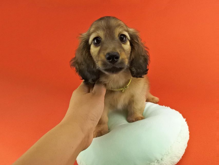 カニンヘンダックス エルサ & 竹千代の子犬 イエロー 男の子（2）