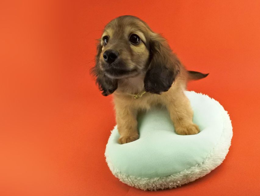 カニンヘンダックス エルサ & 竹千代の子犬 イエロー 男の子（2）