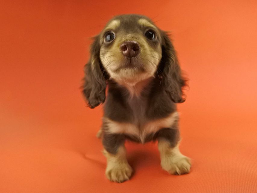 カニンヘンダックス ウズメ & クッキーの子犬 チョコイエロー 女の子